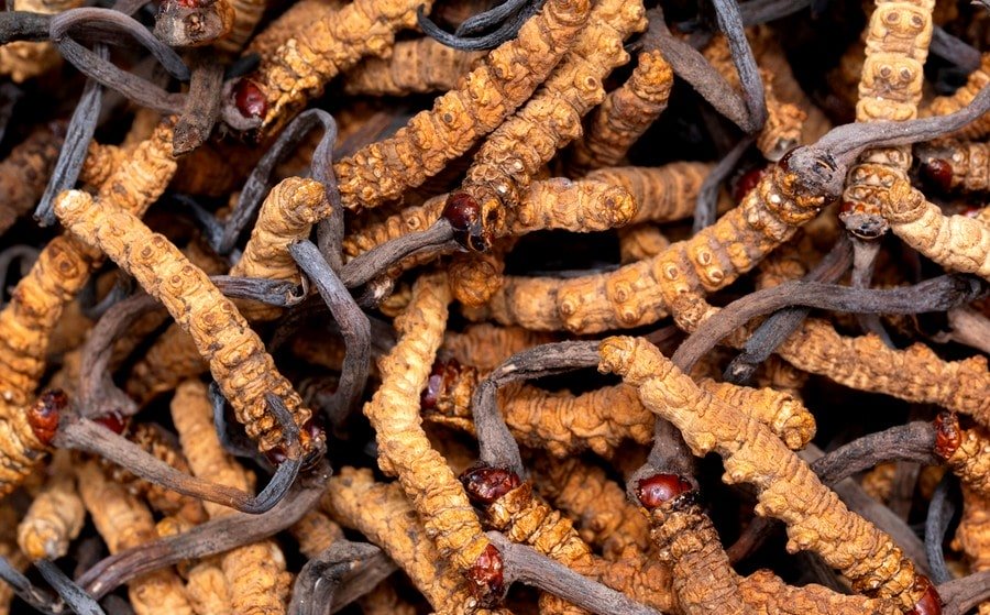 LE CORDYCEPS SINENSIS : LES BIENFAITS DE CE CHAMPIGNON APHRODISIAQUE POUR VOTRE SEXUALITE